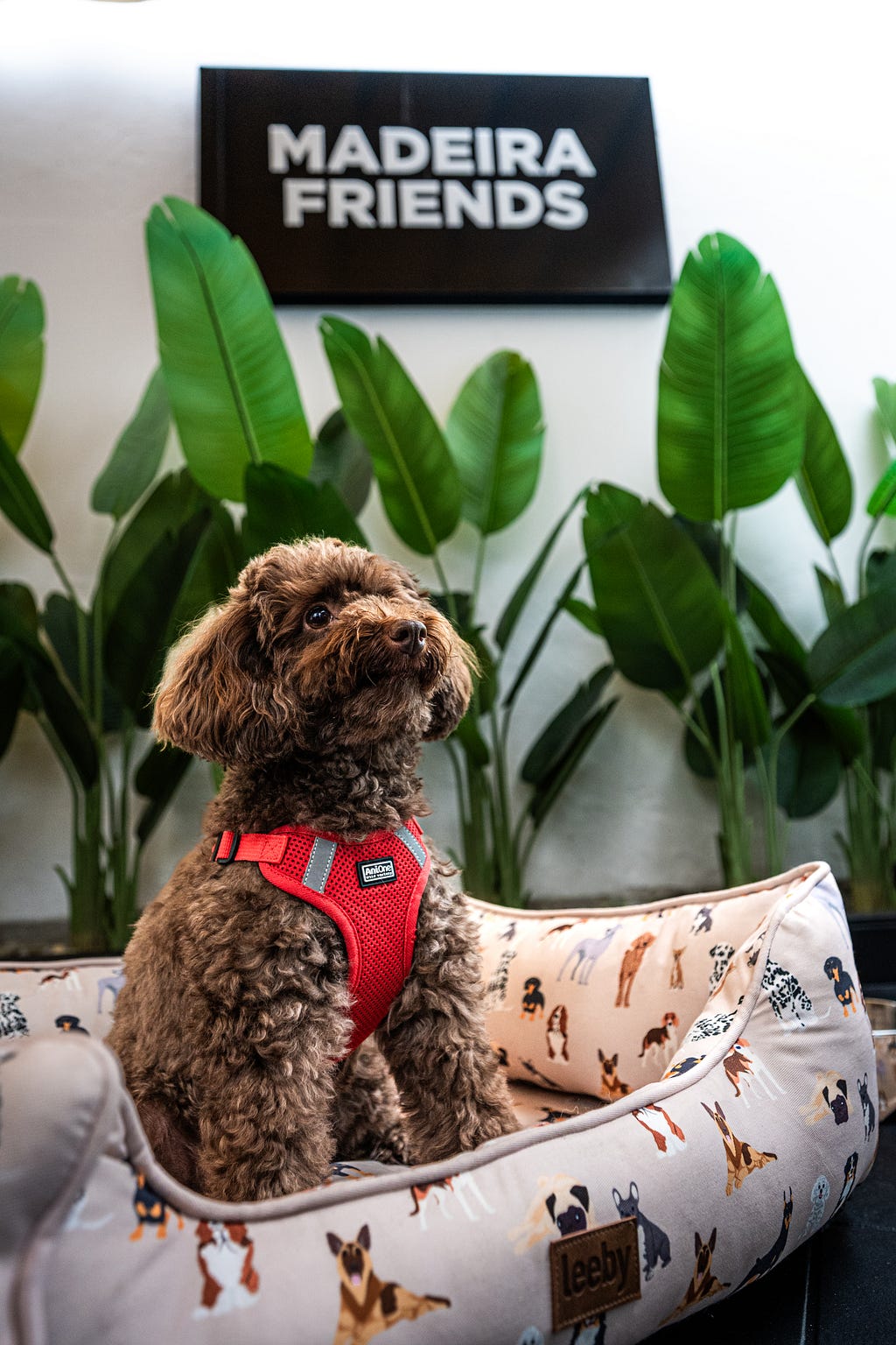 Coco is one of our friendly visitors