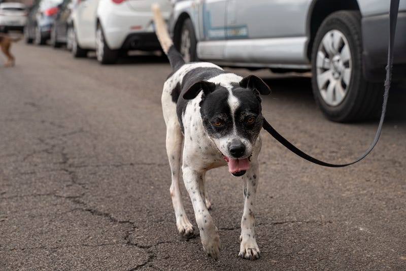 🐶 Madeira animal rescue guide