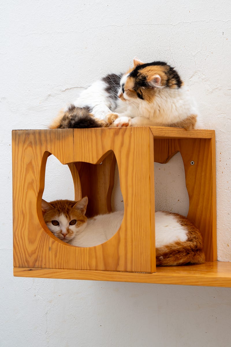 🐶 Madeira animal rescue guide