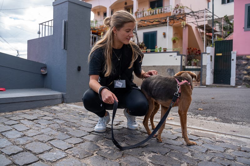 🐶 Madeira animal rescue guide