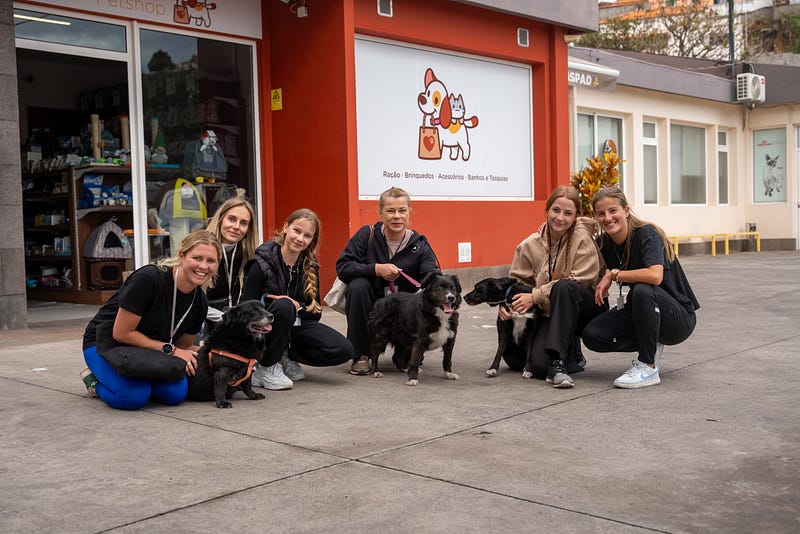 🐶 Madeira animal rescue guide