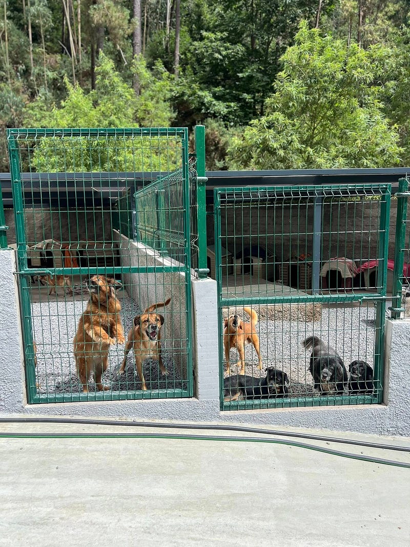 Madeira Friends visit Funchal Kennel 🐾